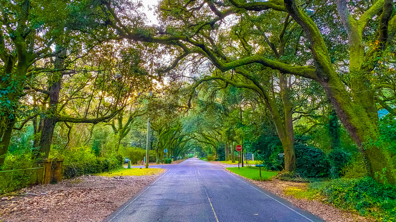 Magnolia Springs tree-covered street