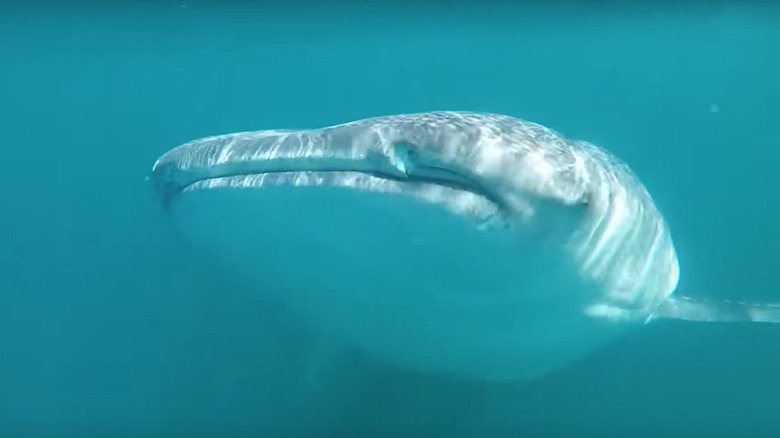 Whale shark in Baja California