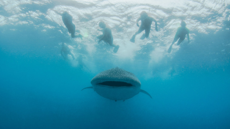 Whale shark in Donsol Bay