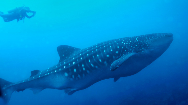 Whale shark in Galápagos Islands