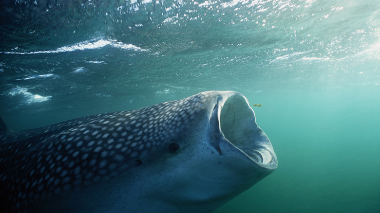 Whale shark in Djibouti