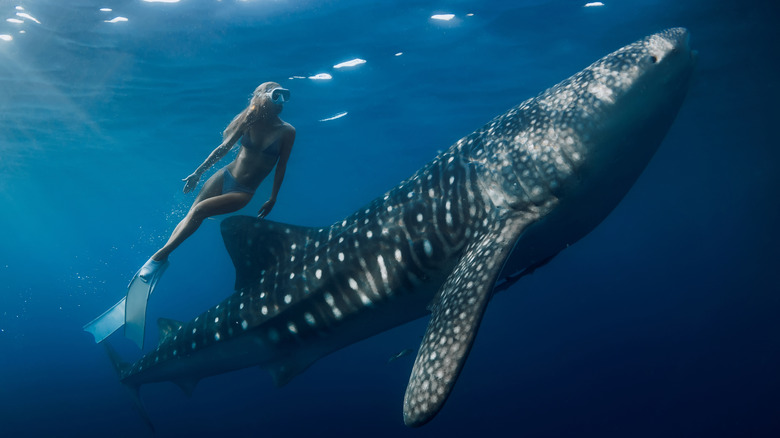 Freediver with a whale shark