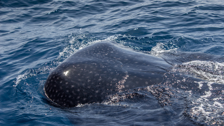 Whale shark in Isla Holbox