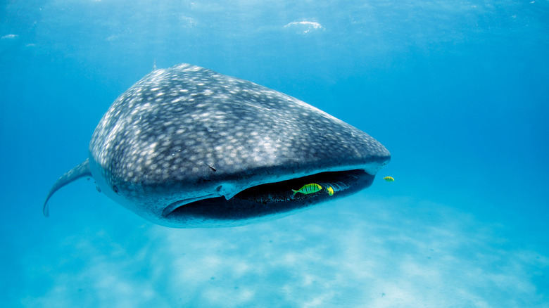 Whale shark in Mafia Island