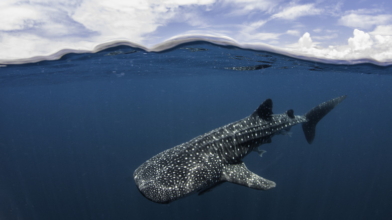 Whale shark in Indonesia