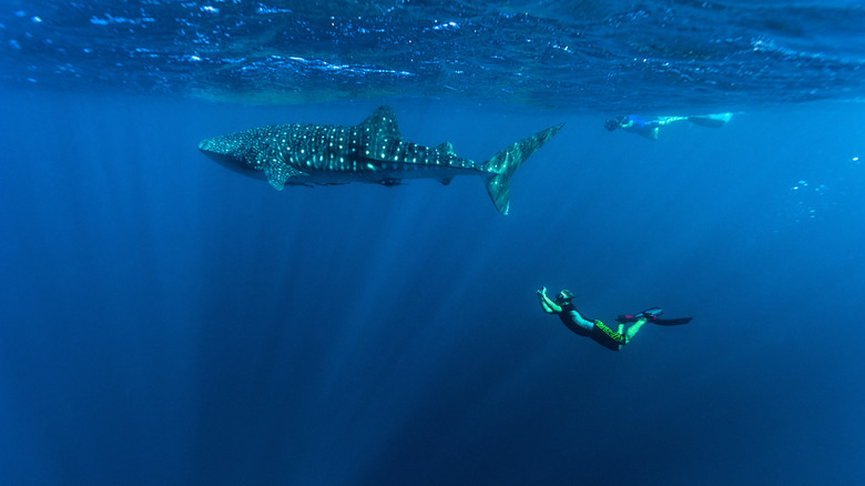 Whale shark in Ningaloo Reef