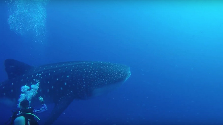 Whale Shark in Socorro Island