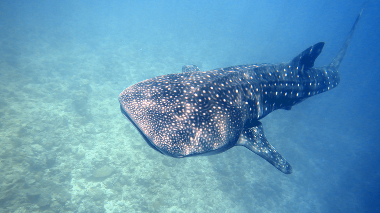 South Ari Atoll whale shark