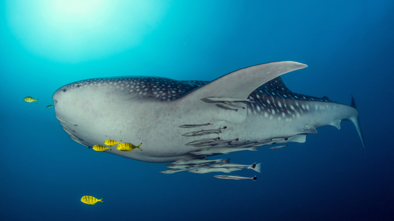 Whale shark in Tofo Beach