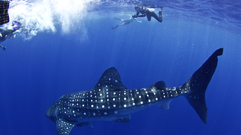 Whale shark in Utila