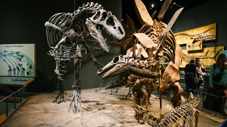 The Prehistoric Journey Expedition at the Denver Museum of Nature & Science.