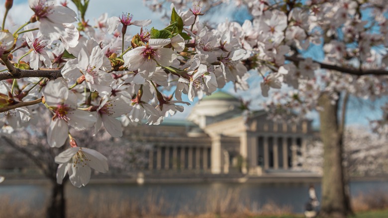 The Museum of Science and Industry behind cherry blossom in Jackson Park.