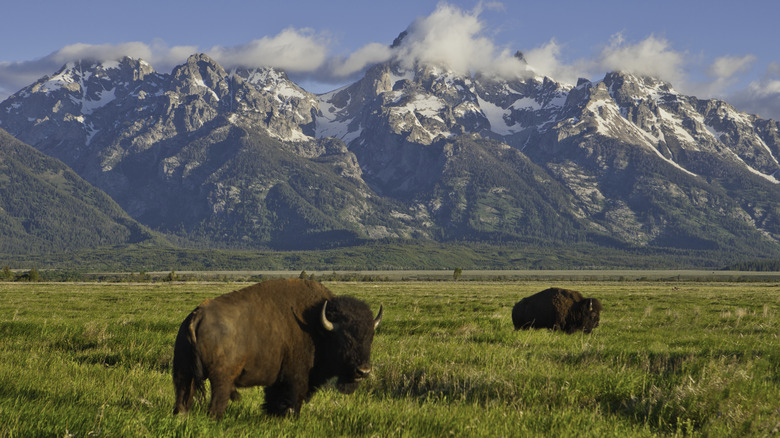 Bison at Grand Teton National Park