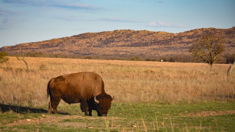 Bison Wichita Mountains Wildlife Refuge