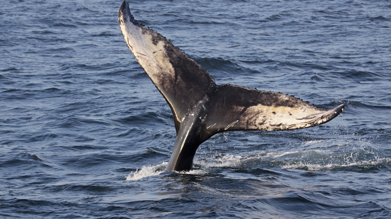 Whale tail above the waves