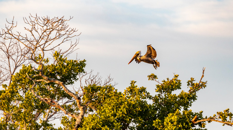 A brown pelican flies above a tree