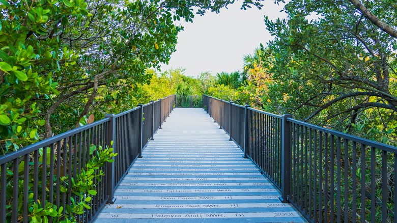 A boardwalk surrounded by lush vegetation