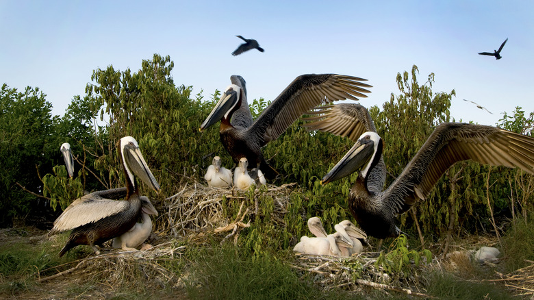 Brown pelicans and their baby chicks at their nesting grounds