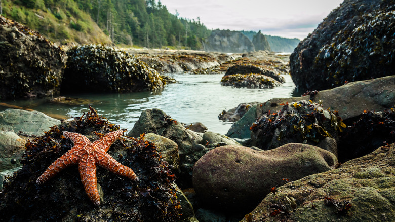 tidal pool