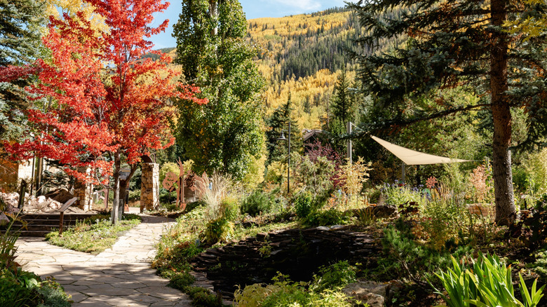 Inside the Betty Ford Alpine Gardens in Vail, Colorado