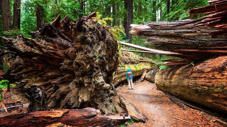 Dyerville Giant hiker redwood