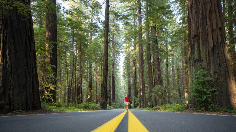 hiker walking road Humboldt redwoods