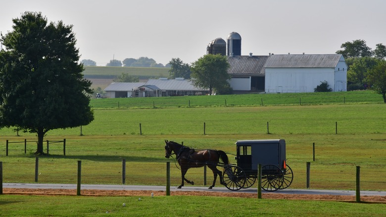 Amish buggy Lancaster