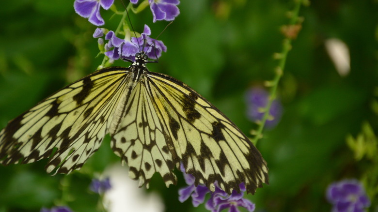 A black and yellow butterfly on a purple flower at Butterfly Wonderland in Scottsdale, Arizona