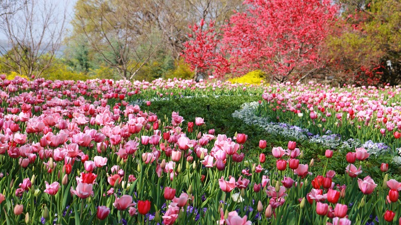 Pink tulips in bloom