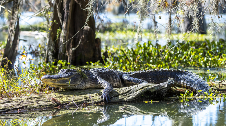 An alligator suns itself in the Atchafalaya Basin, Louisiana