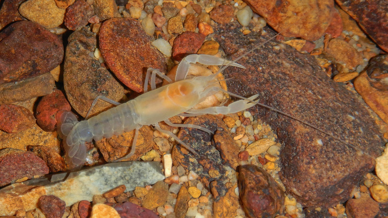 Blind crayfish in a cave