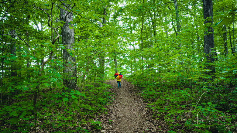 A person hiking in the woods with an umbrella