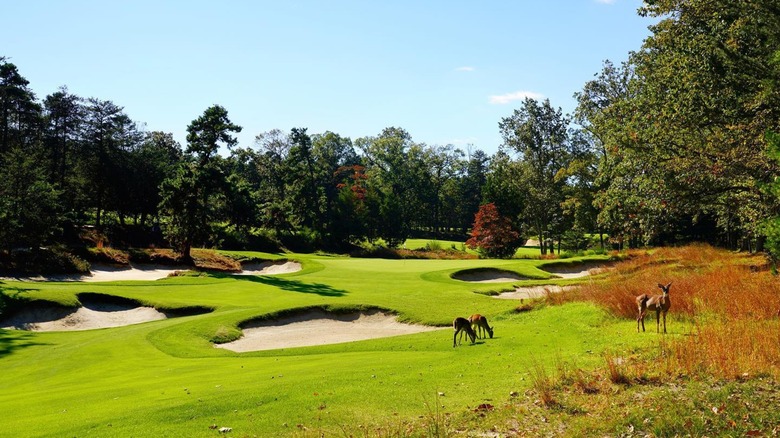 Deer grazing at Pine Valley Golf Club