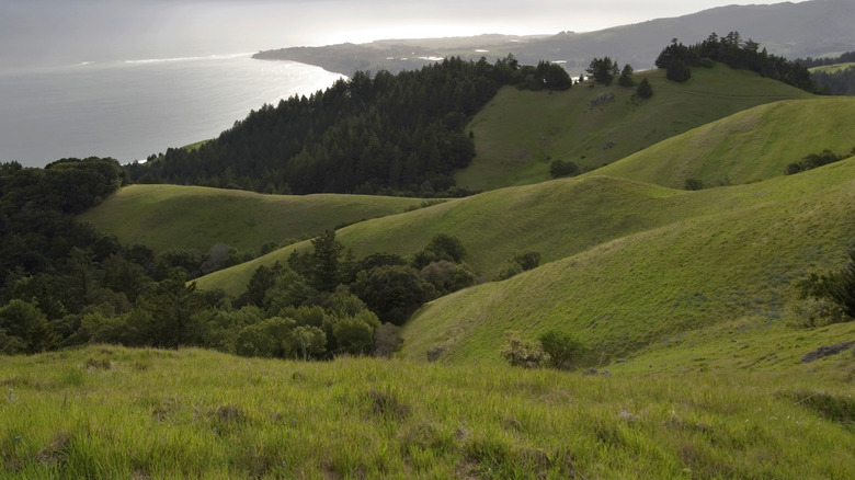 Rolling grassy hills on coast