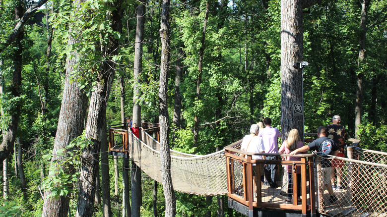 children crossing Treetop Skywalk wooden suspension walking bridges in the trees at Anakeesta Adventure Park