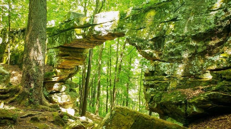 Rugged cliff and trees at a Sewanee trail