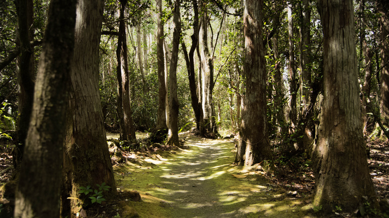 A path in the woods of Ochopee, Florida