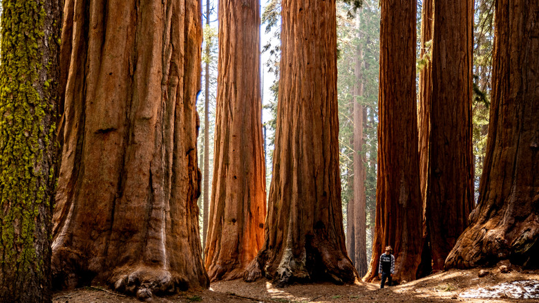 Visitor gazing up at sequoias