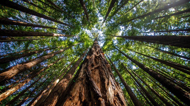 Ground view of sequoia trees at Sequoia National Park