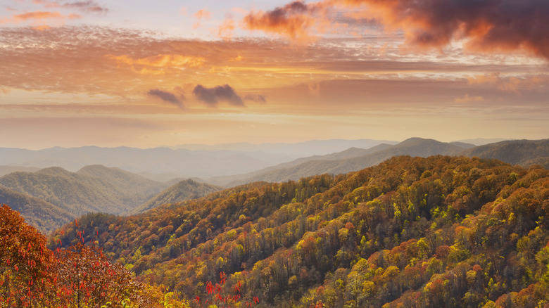 The Tennessee countryside featuring orange trees and skies