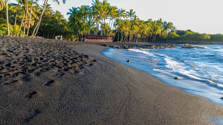Black sand beach with palm trees