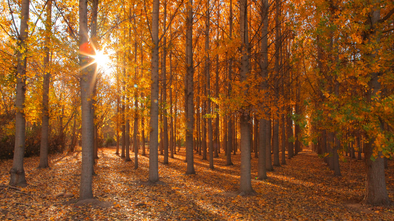 Boise fall forest sunlight