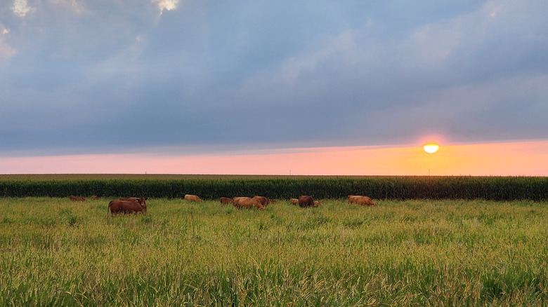 Cattle grazing in prairie grass at sunset