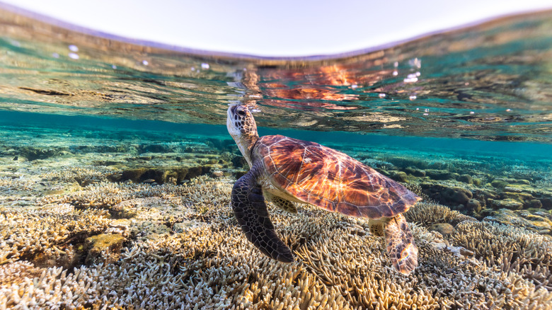 Sea turtle surfacing for air with coral in the Great Barrier Reef