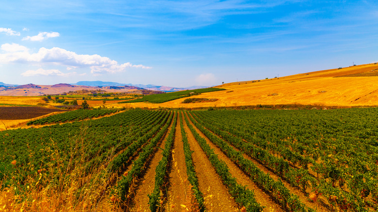 Rows of green vineyards in yellow hills with blue skies