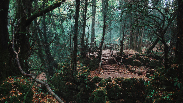 Puzzlewood forest in autumn