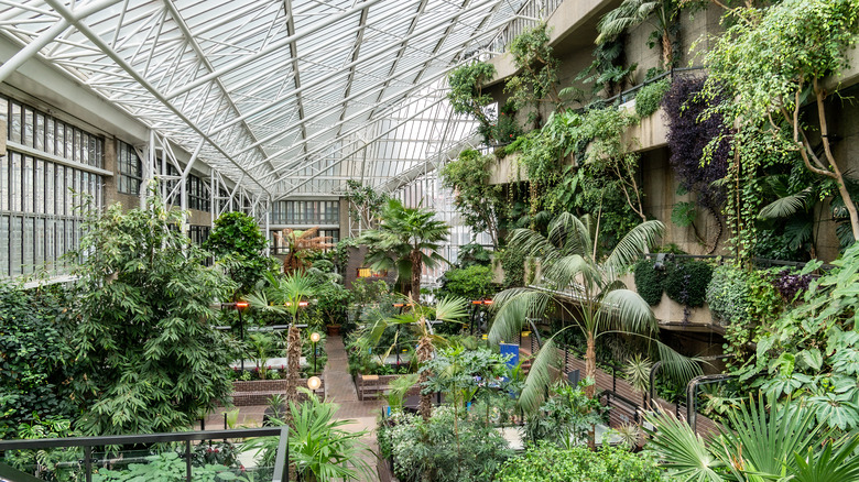 Conservatory greenhouse full of tropical plants in the Barbican