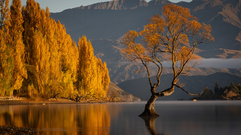 Wānaka Tree in autumn