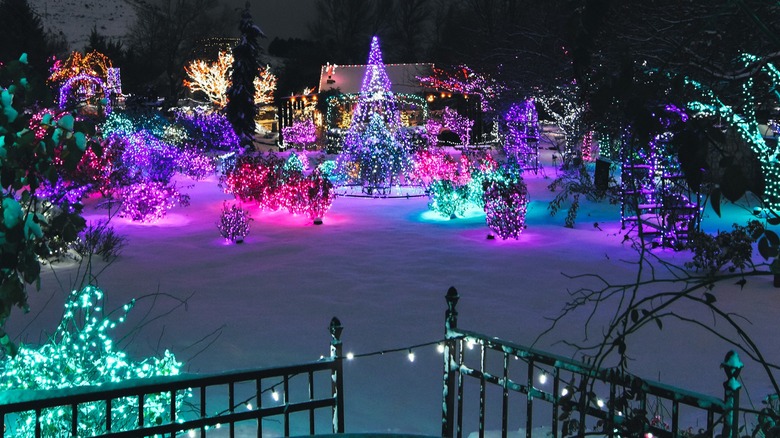 Winter Garden aGlow at Idaho Botanical Garden