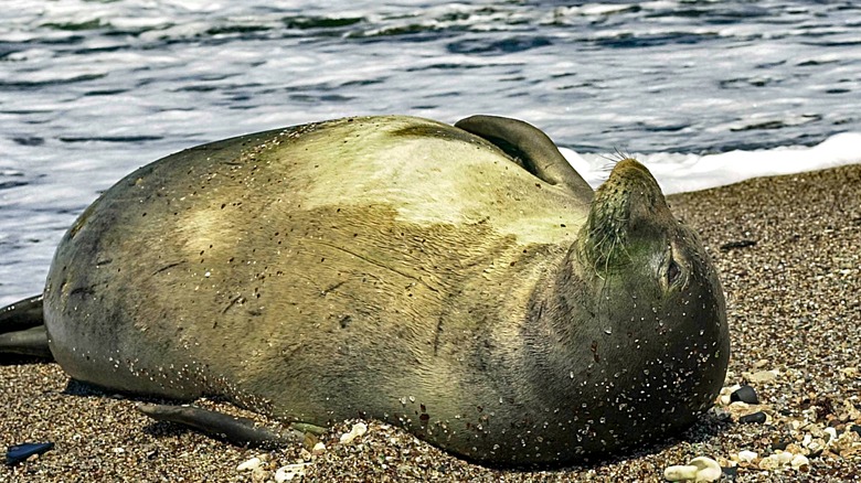 Hawaiian Monk Seal basking on Glass Beach